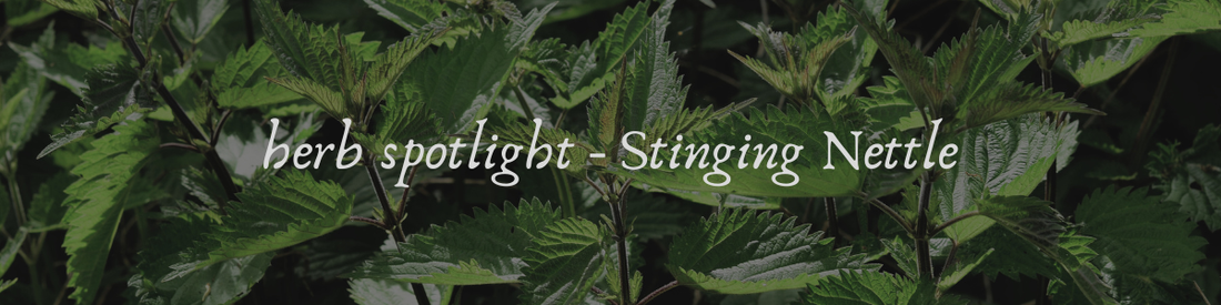 Herb Spotlight - Stinging Nettle