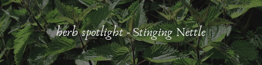 Herb Spotlight - Stinging Nettle